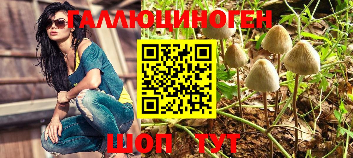 где купить наркотик  Вход с VPN  Кинешма  Псилоцибиновые грибы Cubensis 